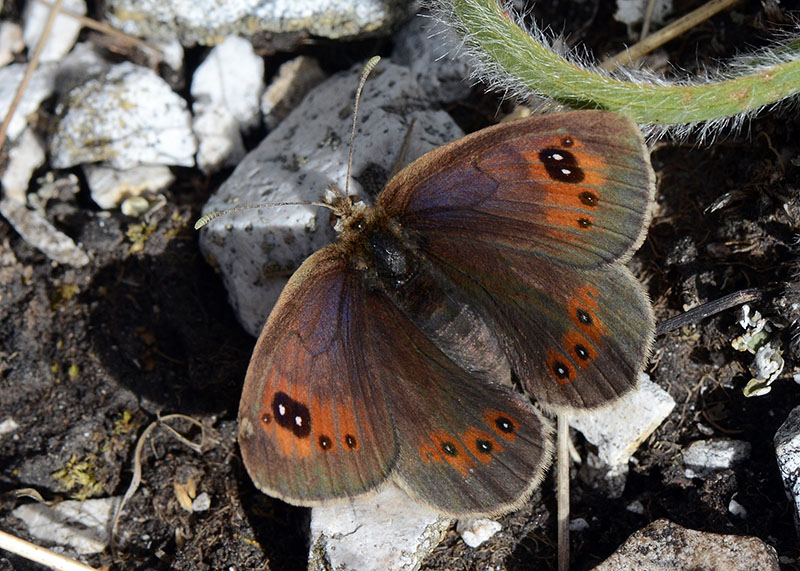 Erebia neoridas